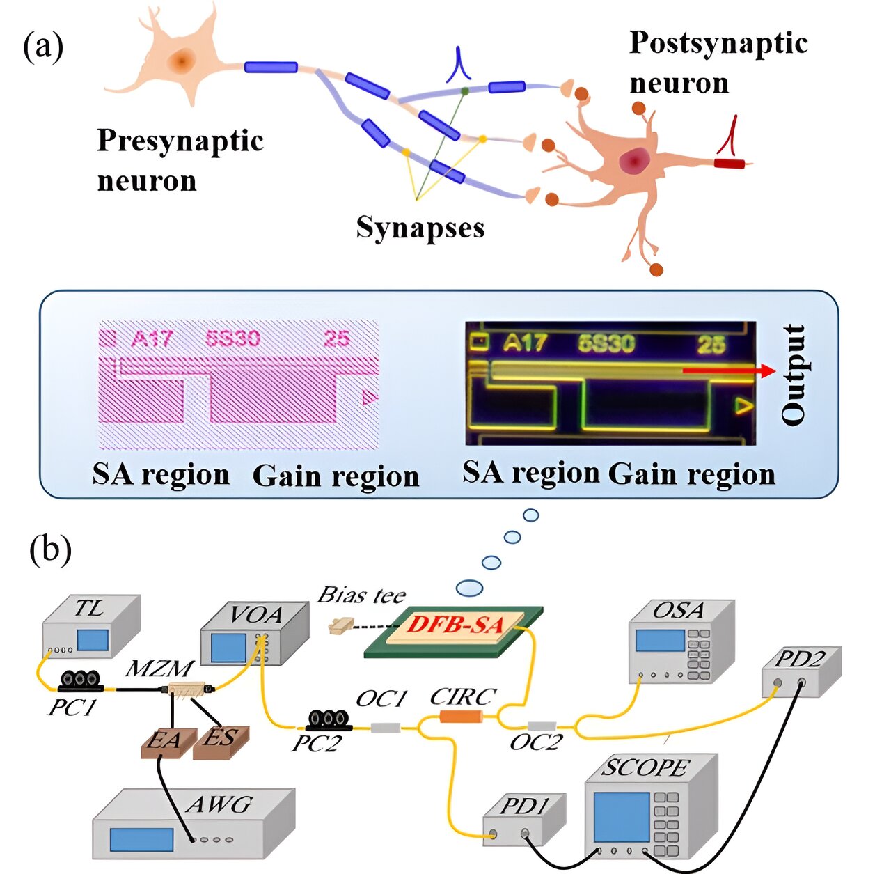 Multi-synaptic photonic spiking neural networks based on a DFB-SA chip
